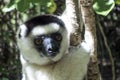 Wild Verreaux s sifaka lemur, portrait - Madagascar Royalty Free Stock Photo