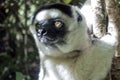 Wild Verreaux s sifaka lemur, portrait - Madagascar Royalty Free Stock Photo