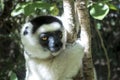 Wild Verreaux s sifaka lemur, portrait - Madagascar Royalty Free Stock Photo