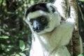 Wild Verreaux s sifaka lemur, portrait - Madagascar Royalty Free Stock Photo