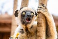 Sifaka lemur (Propithecus verreauxi), Madagascar nature