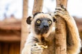 Sifaka lemur (Propithecus verreauxi), Madagascar nature