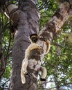 Sifaka Lemur resting on a tree, Kirindy Forest, Menabe, Madagascar