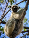 Sifaka Lemur, Tsingy de Bemaraha Strict Nature Reserve, Melaky, Bekopaka, Madagascar