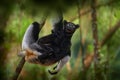 Sifaka with young babe on the tree, sunny evening. Monkey with yellow eye. Nature forest tree habitat. Wildlife Madagascar, indri