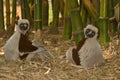 Sifakas Royalty Free Stock Photo