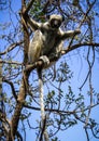 Sifaka Lemur, Tsingy de Bemaraha Strict Nature Reserve, Melaky, Bekopaka, Madagascar