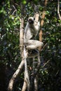 Sifaka Lemur, Tsingy de Bemaraha Strict Nature Reserve, Melaky, Bekopaka, Madagascar