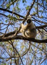 Sifaka Lemur, Tsingy de Bemaraha Strict Nature Reserve, Melaky, Bekopaka, Madagascar