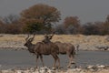 Sife profile of two male kudus drinking water at a rocky waterhole in Etosha National Park, Namibia, Africa Royalty Free Stock Photo