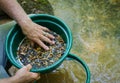 Sift and classify mineral rich soil with gold panning classifier pan. Royalty Free Stock Photo