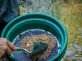 Sift and classify mineral rich soil with gold panning classifier pan.