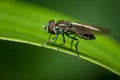 Sifter fly perched on a leaf with a beautiful green background