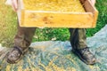 Sifting the grain through the sieve by hand