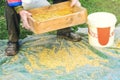 Sifting the grain through the sieve by hand