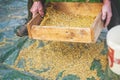 Sifting the grain through the sieve by hand