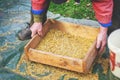 Sifting the grain through the sieve by hand