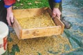 Sifting the grain through the sieve by hand