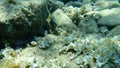 Siganus rivulatus, rivulated rabbitfish or marbled spinefoot or surf parrotfish.