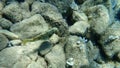 Siganus rivulatus, rivulated rabbitfish or marbled spinefoot or surf parrotfish.