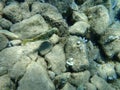 Siganus rivulatus, rivulated rabbitfish or marbled spinefoot or surf parrotfish.