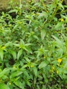 Sigesbeckia orientali is also known as Indian weed or St. Paul's wort