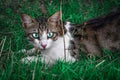 sight blue eye cat hunting green grass Royalty Free Stock Photo