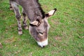 A guzzling donkey, Latin Equus asinus asinus Royalty Free Stock Photo