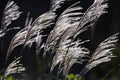 The sight of Japanese pampas grass swaying in the wind and shining