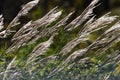 The sight of Japanese pampas grass swaying in the wind and shining