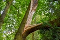 Sight of the splintered trunk of a fallen tree, which narrowly missed a house after heavy wind in Berlin Royalty Free Stock Photo
