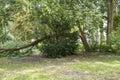 Sight of the splintered trunk of a fallen tree, which narrowly missed a house after heavy wind in Berlin