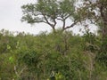 Sighted Leopards in Tree