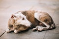 Sighthound dog is lying on street sidewalk