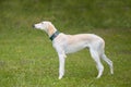 Nice young sighthound posing for portrait in summer camp Royalty Free Stock Photo