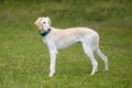 Nice young sighthound posing for portrait in summer camp Royalty Free Stock Photo