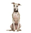 Sighthound dog sitting against white background