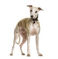 Sighthound dog standing against white background