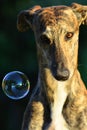 Sighthound