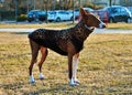 Sighthounds, also called gazehounds, are breeds of hunting dogs that primarily hunt by sight and speed, rather than by scent and e Royalty Free Stock Photo