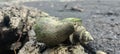sighting of two snails mating on the beach Royalty Free Stock Photo