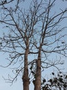 Sightings of Tectona grandis& x27;s tree in dry season. Royalty Free Stock Photo