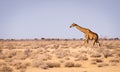 The sights and animals of Namibia Royalty Free Stock Photo