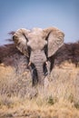 The sights and animals of Namibia Royalty Free Stock Photo