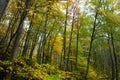 Autumn Sights on the Blue Ridge Parkway in Virgina