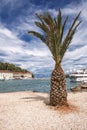 Sights of Croatia. Palm on Island Hvar.