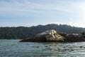 Sightseeing crocodile look rock during Island hoping activity in Pangkor Island