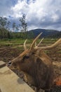 Sightseeing in the deer breeding area, Ranca Upas - Bandung Royalty Free Stock Photo