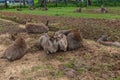 Sightseeing in the deer breeding area, Ranca Upas - Bandung Royalty Free Stock Photo