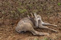 Sightseeing in the deer breeding area, Ranca Upas - Bandung Royalty Free Stock Photo